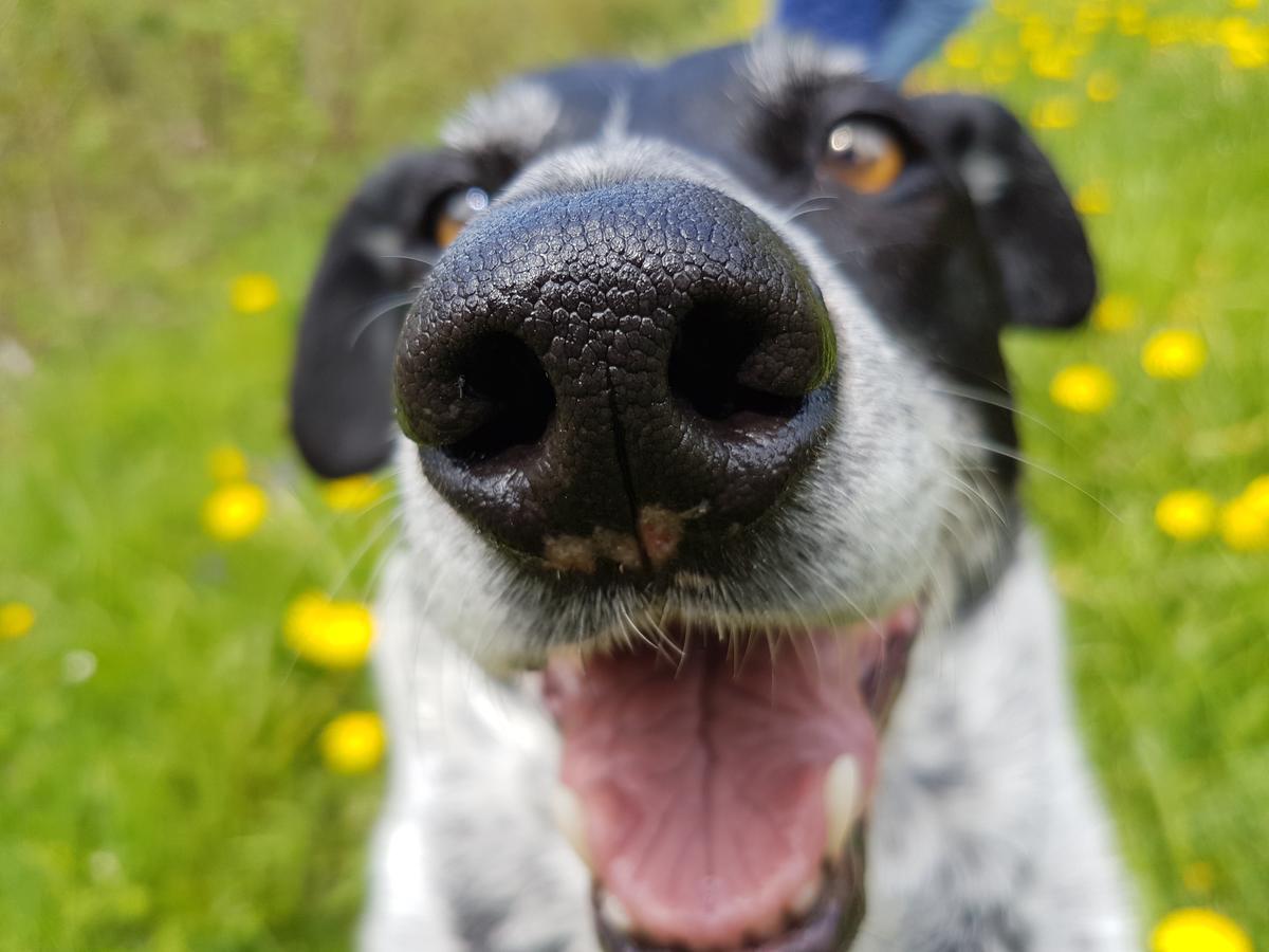 Alpenhotel Tyrol - - Hundefreundliches Konzepthotel - Adults Only Hotel Pertisau